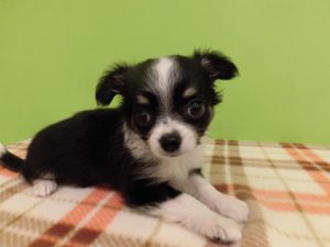 柴犬alt=