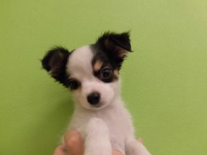 柴犬alt=