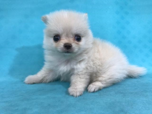 ポメラニアンalt=