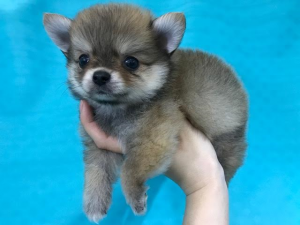 ポメラニアンalt=