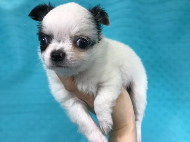 チワワ(ロング)