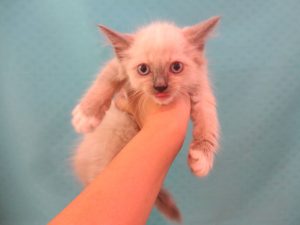 ⑥ミニチュアダックスフンドalt=