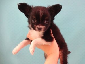 ②柴犬alt=