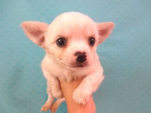 ②柴犬alt=