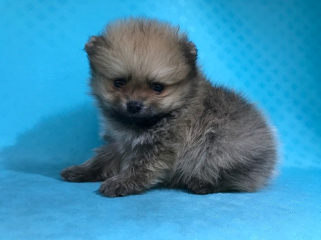 ポメラニアン