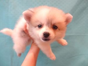 ②柴犬alt=