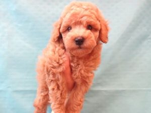 ②柴犬alt=