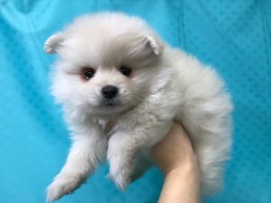 ⑰ポメラニアンalt=