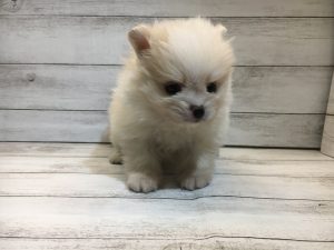 ⑰ポメラニアンalt=