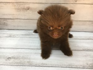 ⑰ポメラニアンalt=
