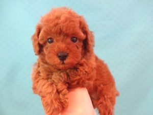 ⑭柴犬alt=