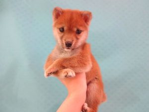 柴犬alt=