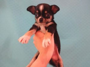 ㉒ジャックラッセルテリアalt=