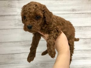 柴犬alt=