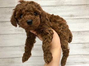 柴犬alt=