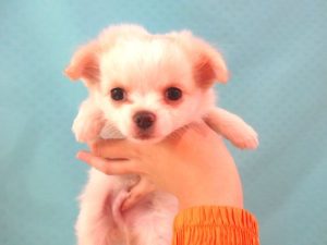 ㉑柴犬alt=