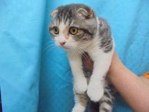 ブリティッシュショートヘアーalt=