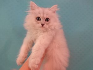 ブリティッシュショートヘアーalt=