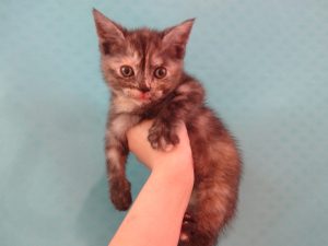 ブリティッシュショートヘアーalt=