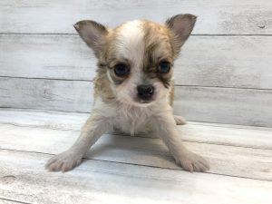 柴犬alt=