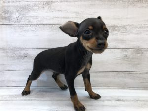 柴犬alt=
