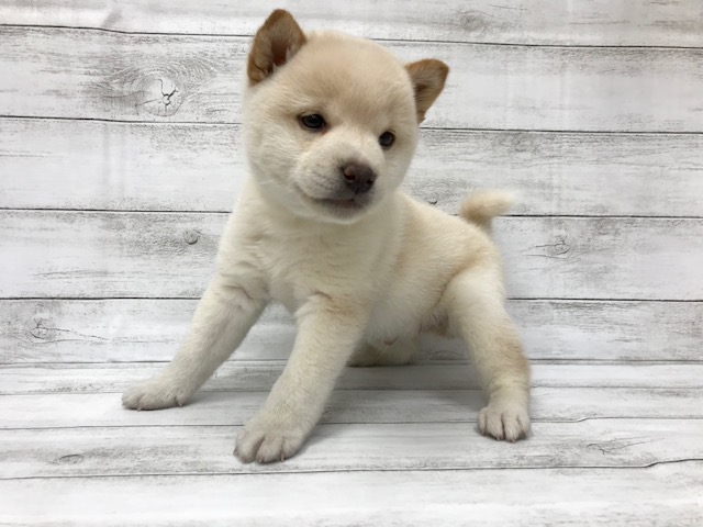 柴犬(両親豆柴)