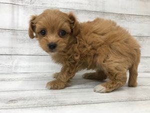 柴犬alt=