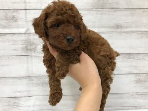 柴犬alt=