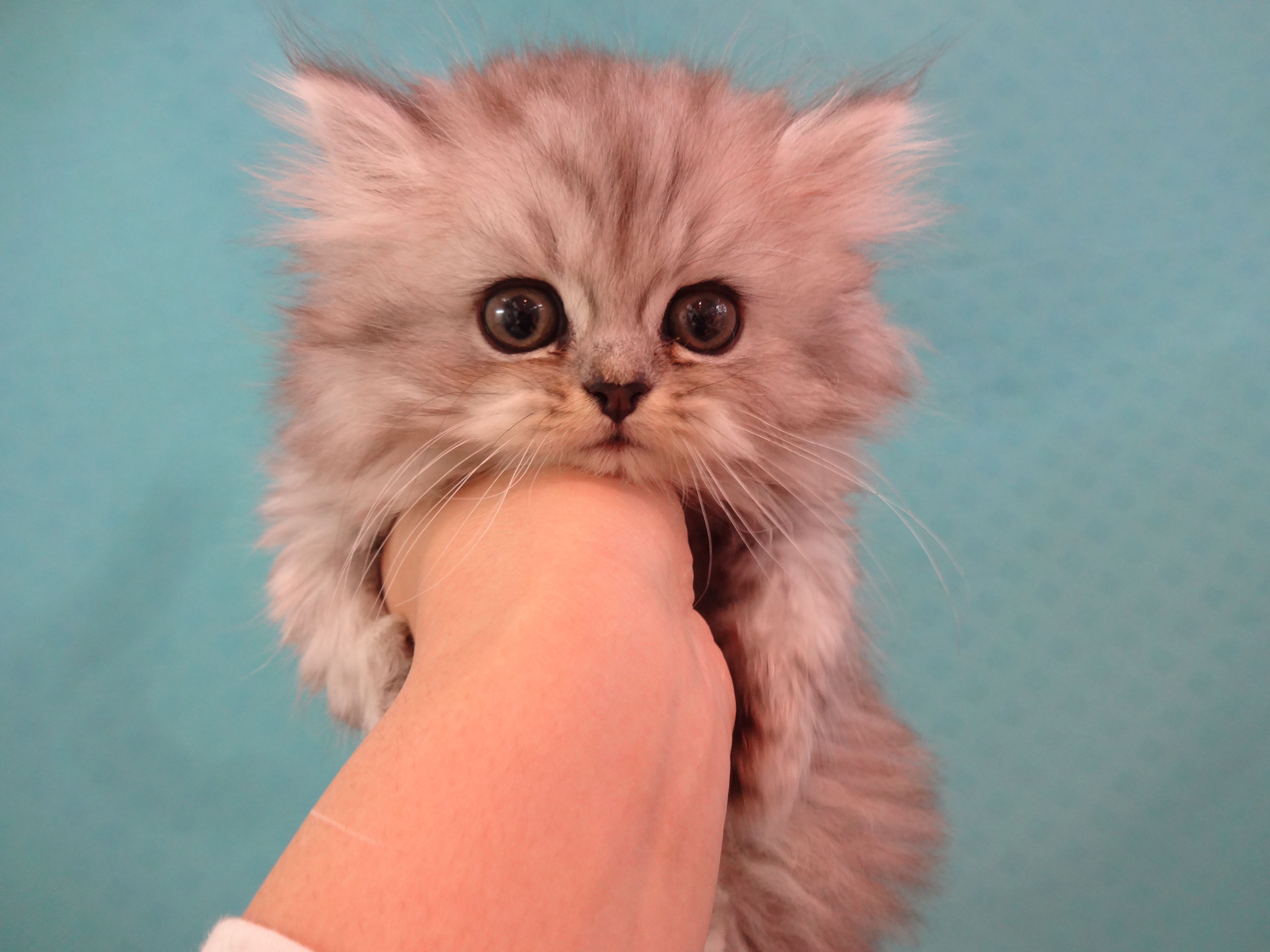 飼い主様お写真