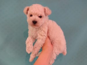 柴犬alt=