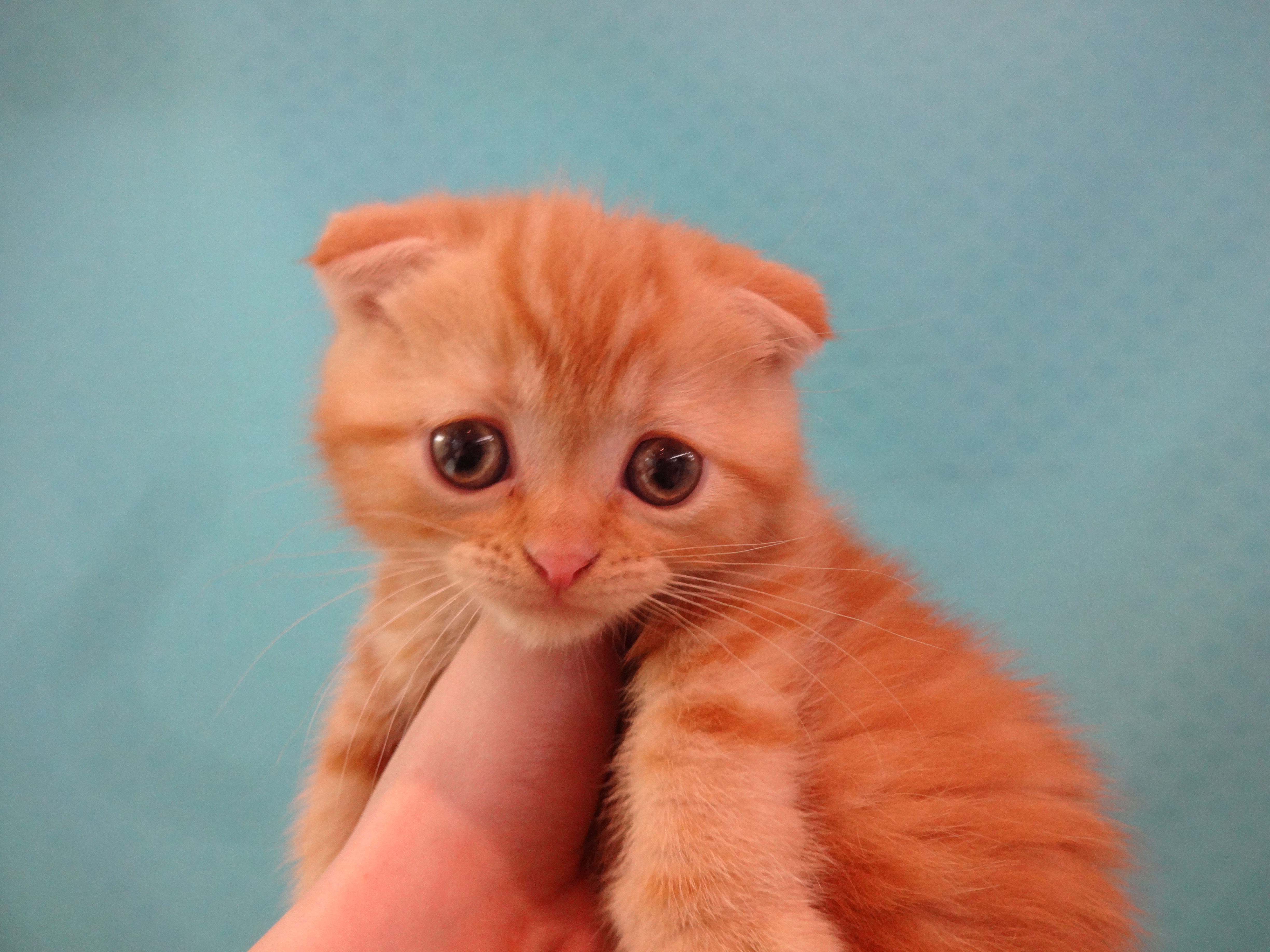 飼い主様お写真