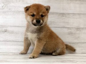 ⑧柴犬alt=