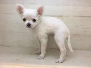 30　イングリッシュ・セッターalt=