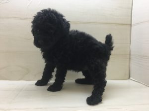 30　イングリッシュ・セッターalt=
