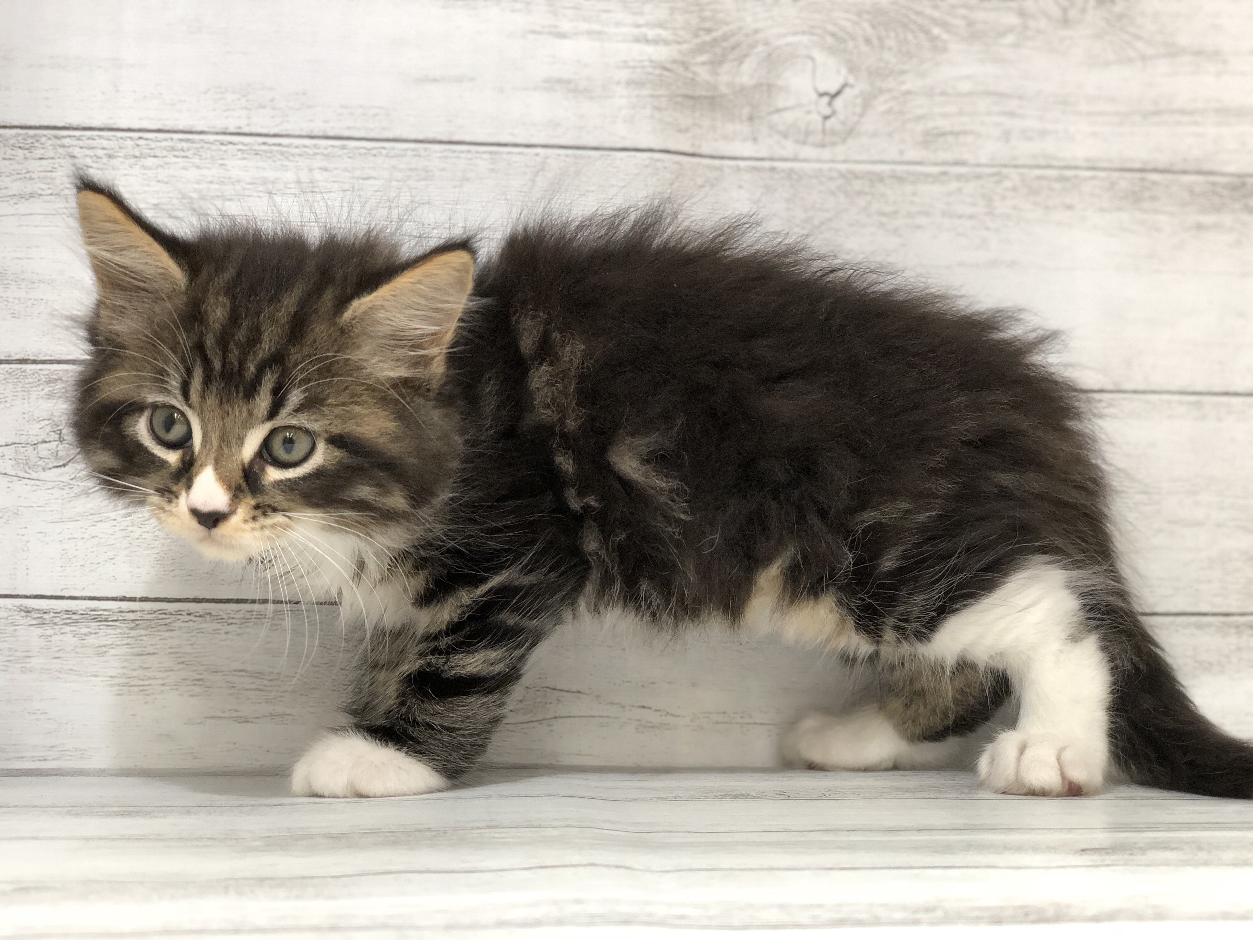 飼い主様お写真