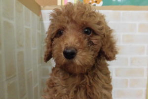 ②ミニチュアシュナウザーalt=