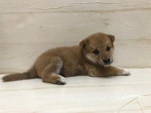 ③柴犬alt=
