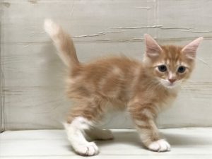 ②ミニチュアシュナウザーalt=