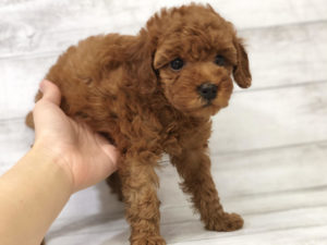 柴犬alt=