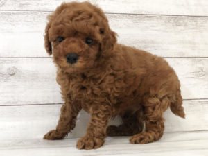 柴犬alt=