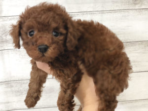 柴犬alt=