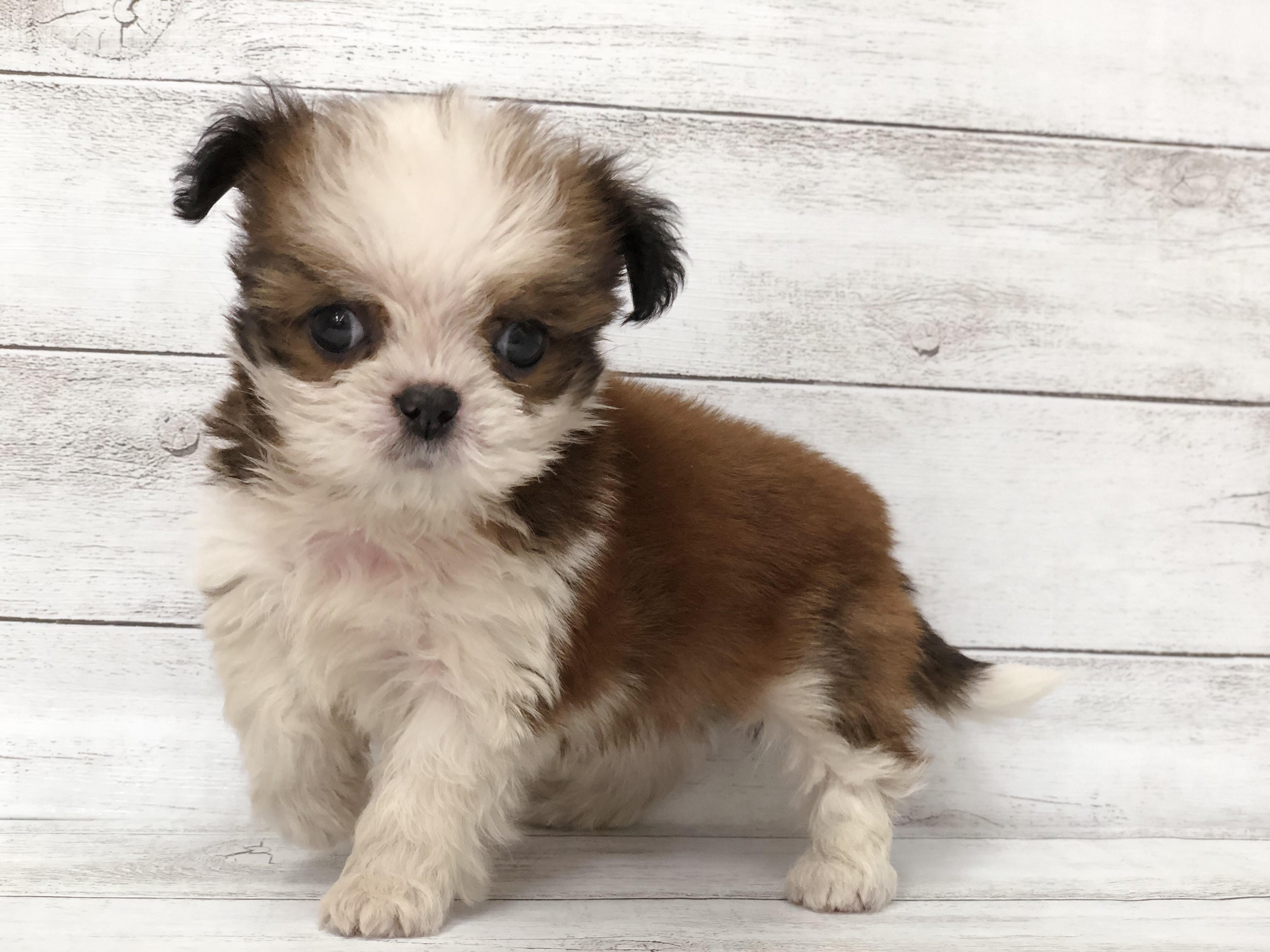 チワワ と シーズー の ミックス 犬