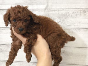 柴犬alt=