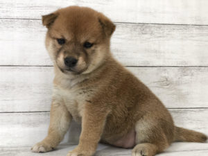㉑柴犬alt=