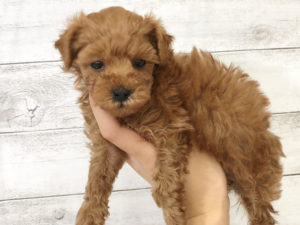 柴犬alt=