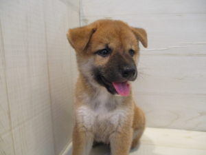 ㉑柴犬alt=