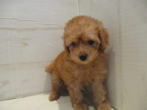 ②柴犬alt=