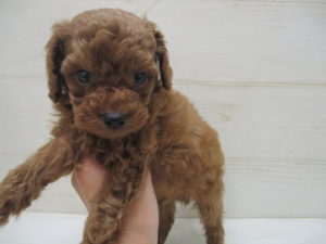 ㉕柴犬alt=