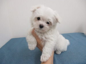 ㉕柴犬alt=