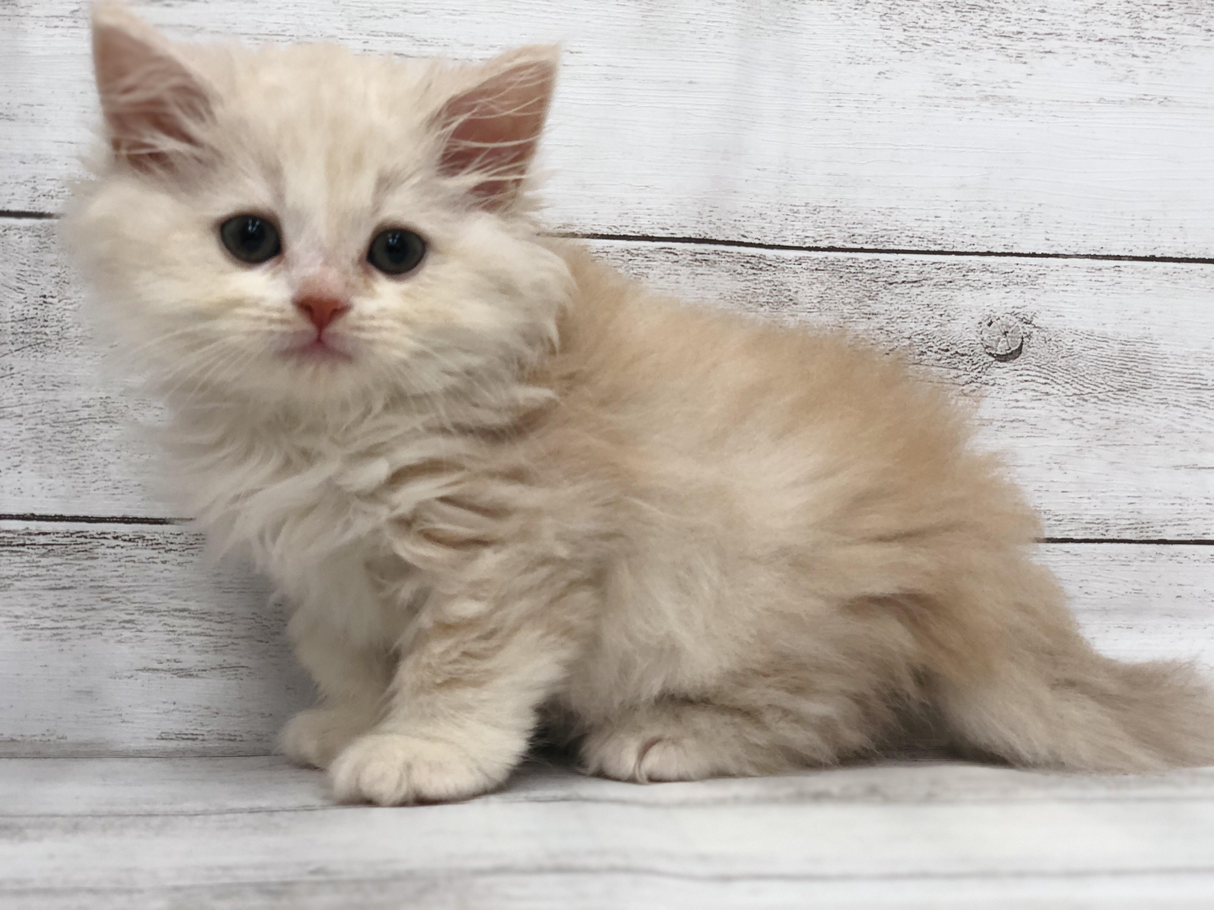 飼い主様お写真